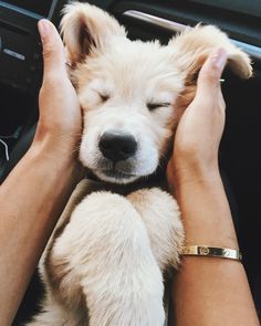 a person holding a small white dog in their lap with his eyes closed and hands resting on the puppy's head