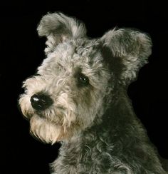 a close up of a dog on a black background