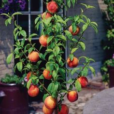 a tree with lots of ripe fruit growing on it's branches in front of a house