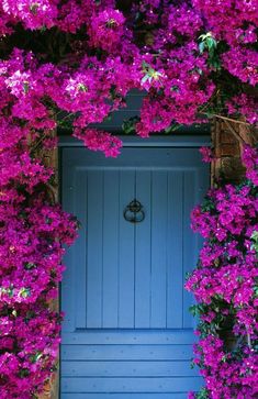 a blue door surrounded by purple flowers