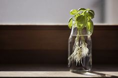 a glass vase filled with water and plants