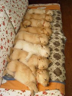 teddy bears are lined up on the couch