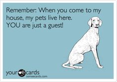 a white dog sitting on top of a blue floor next to a sign that says,'remember when you come to my house, my pets live here you are just a guest