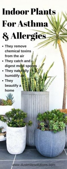 indoor plants for asthma and allergies are shown in three different planters on the floor