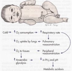 a diagram showing the stages of an infant's life cycle