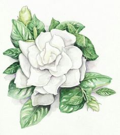 a drawing of a white rose with green leaves