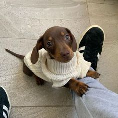 a small brown dog wearing a sweater sitting next to someone's feet on the ground