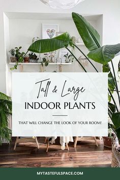 indoor plants that will change the look of your room with text overlay reading, talk & large indoor plants that will change the look of your room