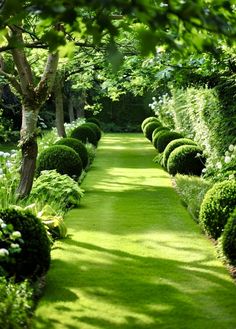 a lush green garden with lots of trees and bushes