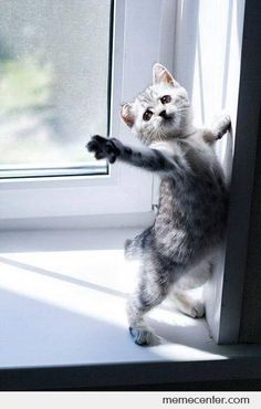 a cat standing on its hind legs in front of a window and reaching for something