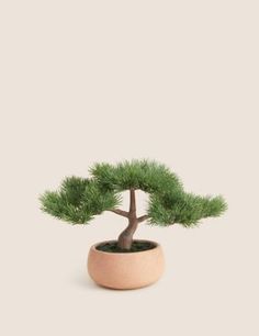 a bonsai tree in a pot on a white background