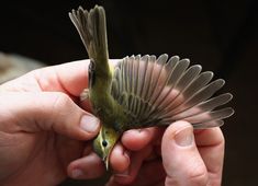 a small green bird sitting on top of someone's hand with its wings spread