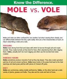 the differences between mice and mice are shown in this poster, which includes information on how to