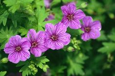 purple flowers with green leaves in the background