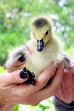 a person holding a small duck in their hands