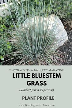 Little Bluestem (Schizachyrium scoparium) is a perennial grass that is native to eastern North America. It is hardy to USDA Zones 3 through 9. Find out more about this terrific ornamental grass at the Plant Profile linked here. Little Bluestem Grass Landscape, Schizachyrium Scoparium, Leach Field, Acreage Ideas, Garden List, Little Bluestem, Native Plant Landscape, Plant Landscape, Native Gardens