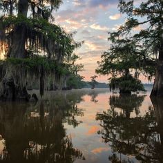 the sun is setting over swampy water with trees