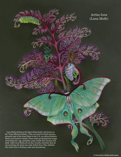 a drawing of a butterfly with purple flowers on it's back and green wings