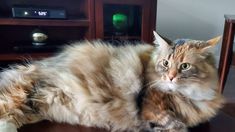 a fluffy cat laying on top of a wooden table next to a tv set and entertainment center