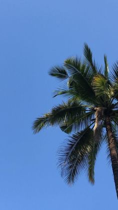 an airplane flying in the blue sky next to a palm tree