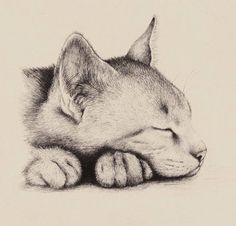 a pencil drawing of a sleeping cat