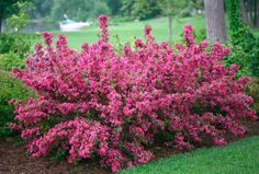 pink flowers are blooming in the garden next to some bushes and trees, along with green grass