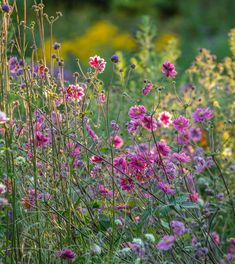 pink flowers are growing in the grass near yellow and purple flowers with green leaves on them