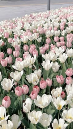 a field of pink and white tulips in the middle of a parking lot