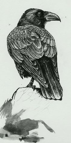 a drawing of a black bird sitting on top of a rock