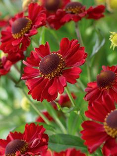 red and yellow flowers are growing in the garden together with green leaves on the stems