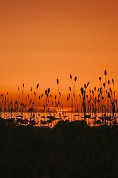 the sun is setting over the water and sea oats are silhouetted against an orange sky