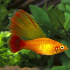 a red and yellow fish in an aquarium with green plants around it's edges