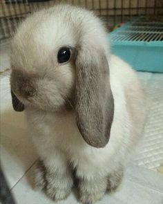 a small white rabbit sitting on top of a tiled floor