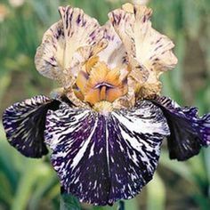 a purple and white flower with black stripes