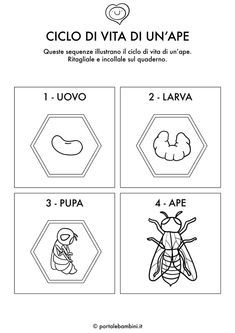 the instructions for how to draw an insect in spanish and english, with pictures on each side