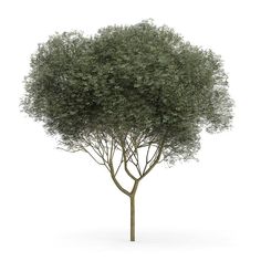 an image of a tree on a white background