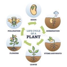 the life cycle of a plant is shown in this diagram, which shows how plants grow