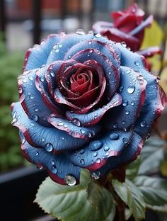 a red and blue rose with water droplets on it