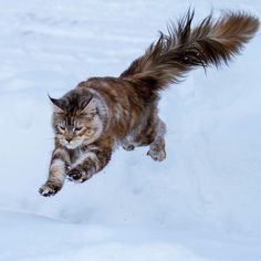 a cat is running in the snow with it's front paws out and tail extended