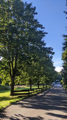 an empty street lined with trees on both sides