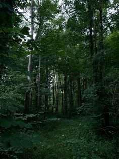 a path in the middle of a forest with lots of trees