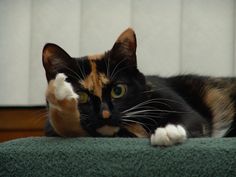 a calico cat laying on top of a green blanket looking at the camera with its paw in the air