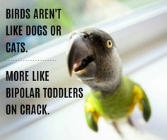 a close up of a bird with a caption that reads, like dogs or cats more like biploar toddlers on crackers