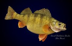 a large yellow fish with its mouth open and it's head slightly turned to the side