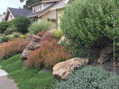 some rocks and plants in front of a house