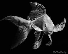 a black and white photo of a goldfish