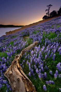 a field full of blue flowers next to a body of water at sunset with a log in the foreground