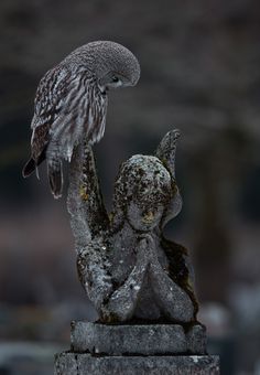 an owl sitting on top of a statue