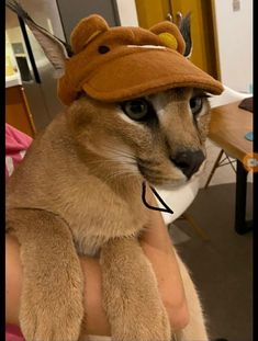 a cat with a hat on it's head is being held up by someone