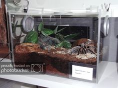 an aquarium with plants in it and rocks on the bottom shelf, next to a clock